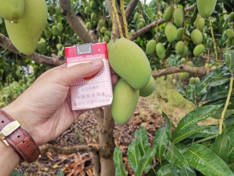广西百色小台农芒果电话联系