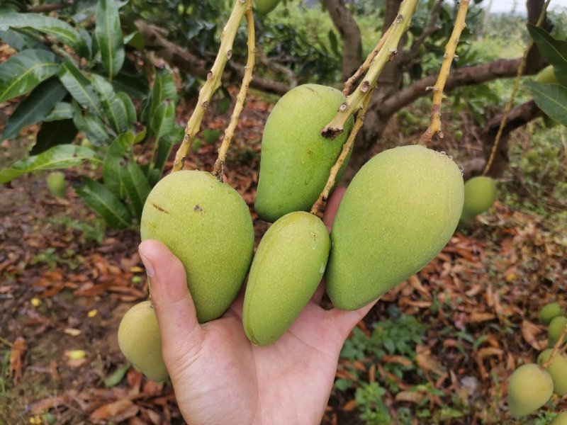 广西百色小台农芒果电话联系