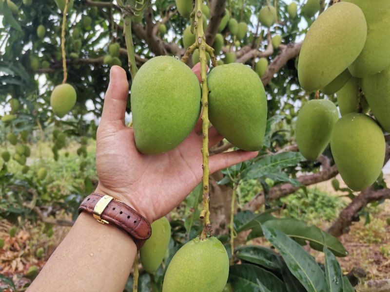 广西百色小台农芒果电话联系