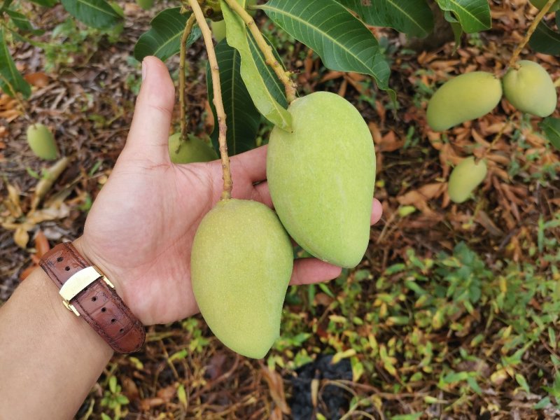 广西百色小台农芒果电话联系