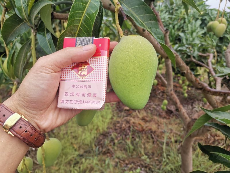 广西百色小台农芒果电话联系