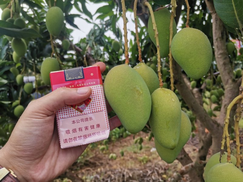 广西百色小台农芒果电话联系