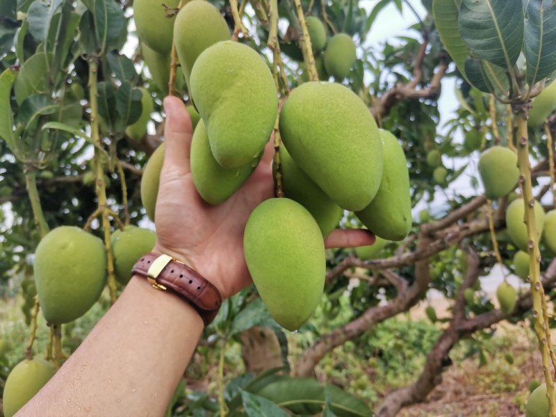 广西百色小台农芒果电话联系