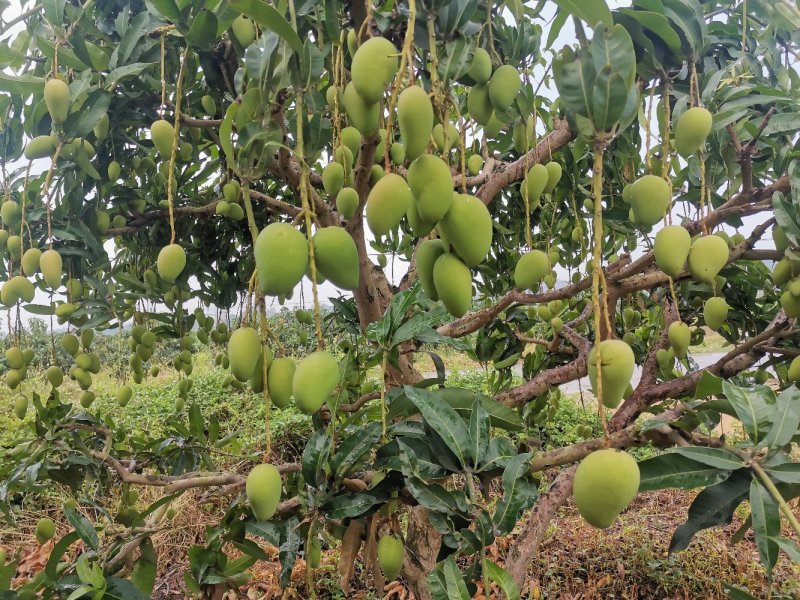 广西百色小台农芒果电话联系