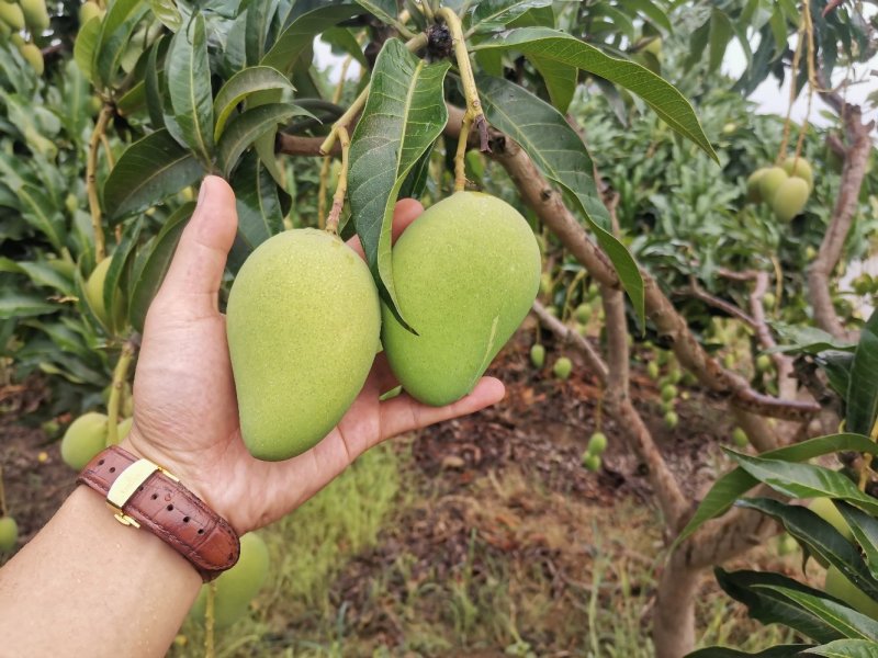 广西百色小台农芒果电话联系