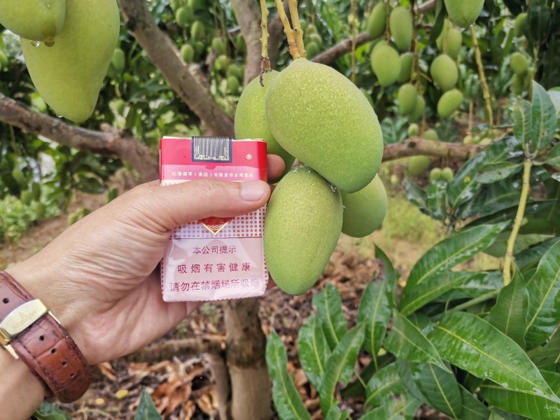 广西百色小台农芒果电话联系