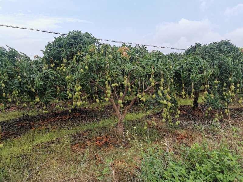 广西百色小台农芒果电话联系