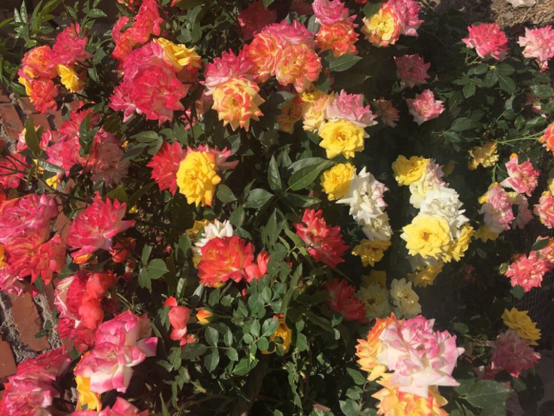 微型月季花苗阳台盆栽【小五彩】钻石月季株型矮
