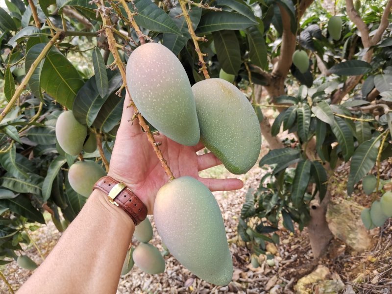 广西百色金煌芒果电话联系