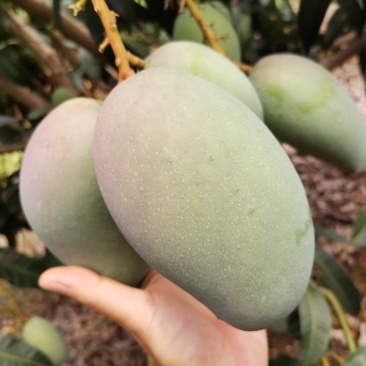 广西百色金煌芒果电话联系