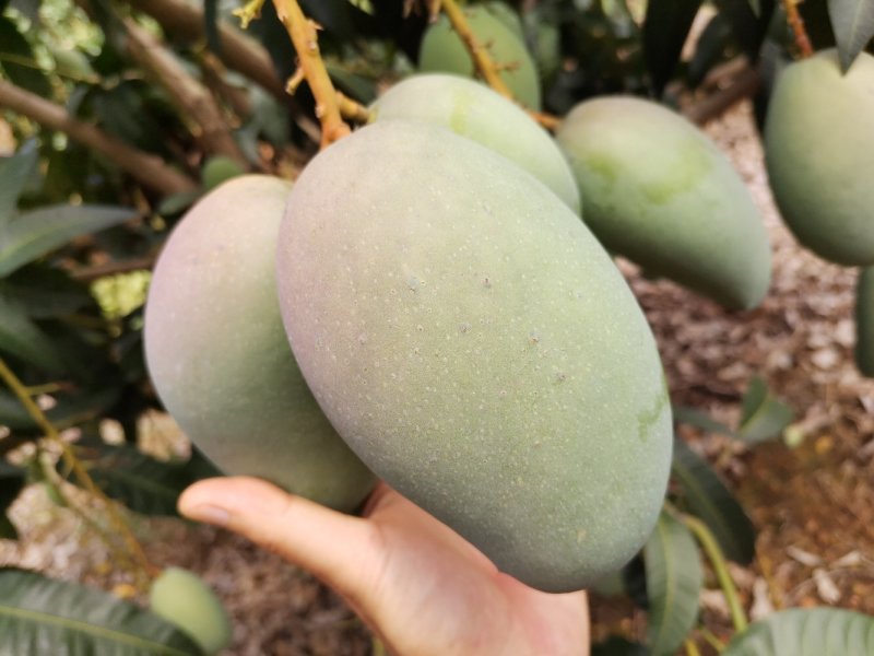广西百色金煌芒果电话联系