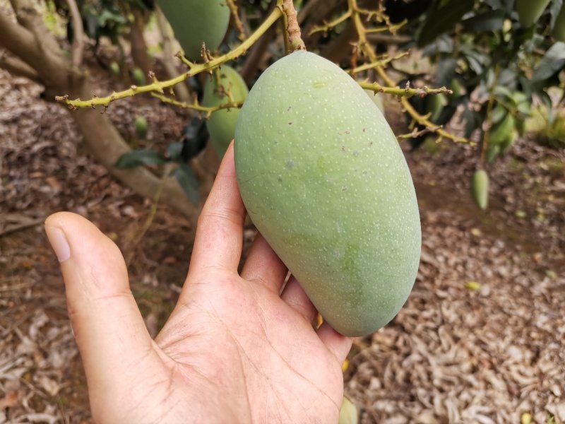 广西百色金煌芒果电话联系