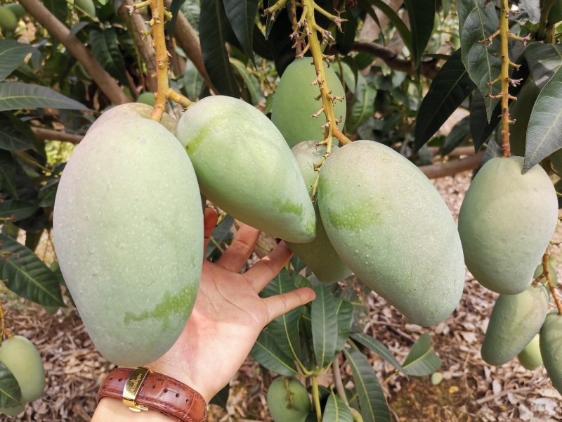 广西百色金煌芒果电话联系