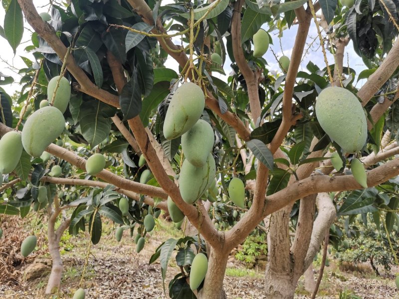 广西百色金煌芒果电话联系