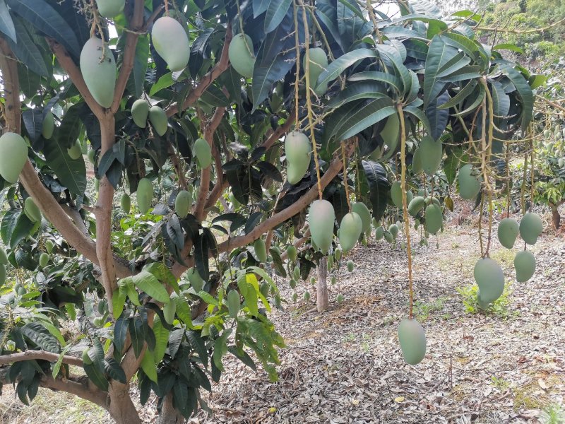 广西百色金煌芒果电话联系