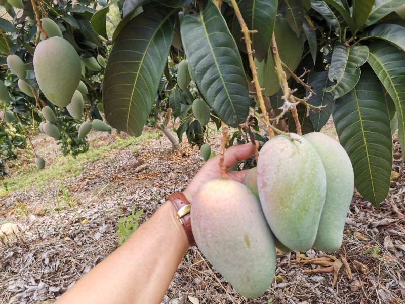 广西百色金煌芒果电话联系