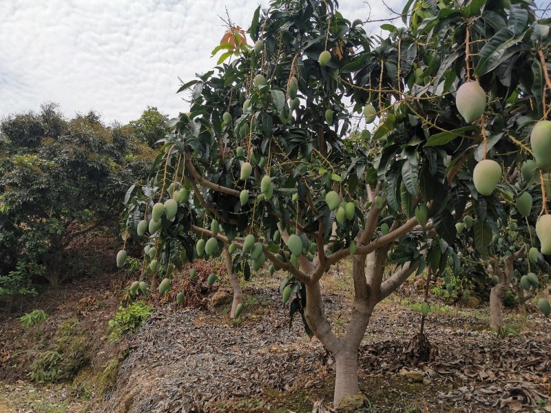 广西百色金煌芒果电话联系