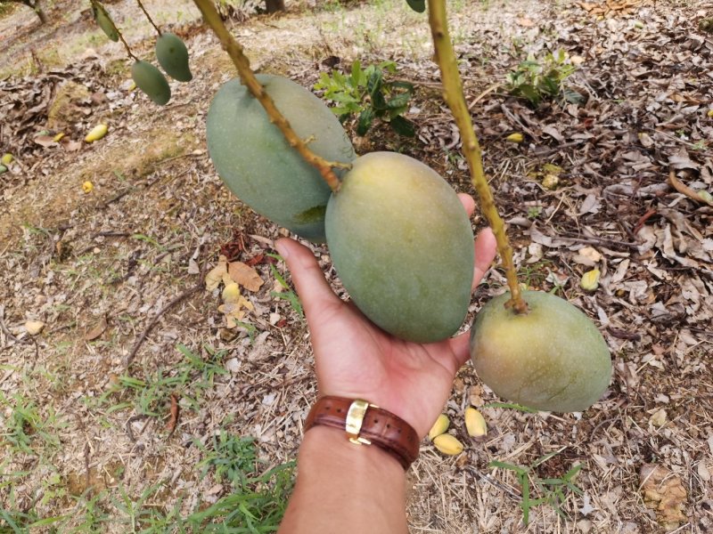 广西百色金煌芒果电话联系