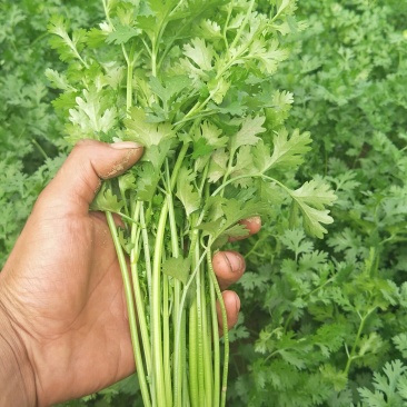 铁杆香菜，大量上市啦