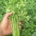 铁杆香菜，大量上市啦