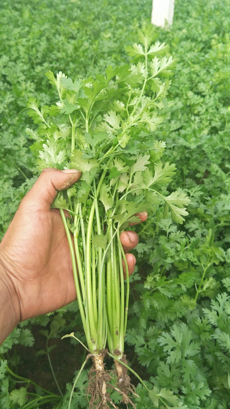 铁杆香菜，大量上市啦