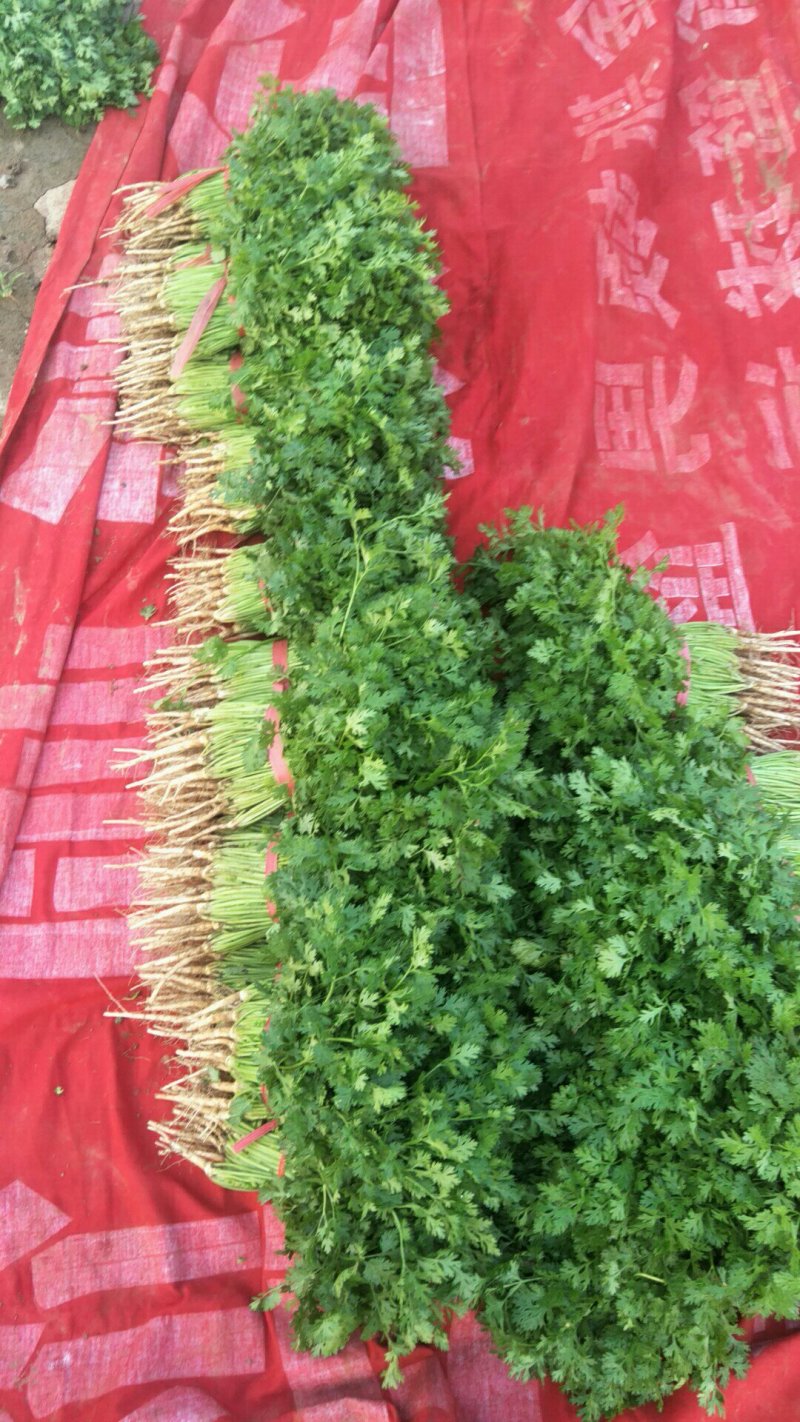 铁杆香菜，大量上市啦