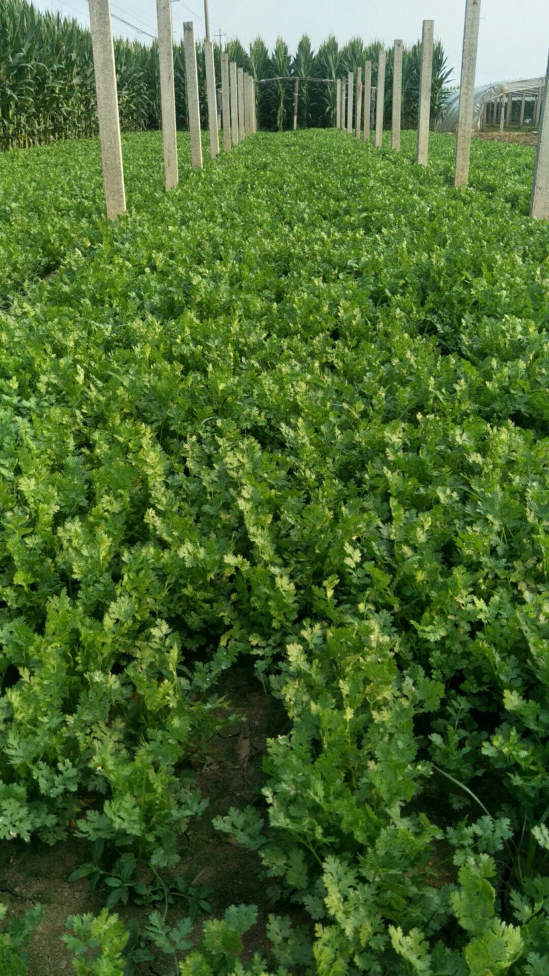 铁杆香菜，大量上市啦
