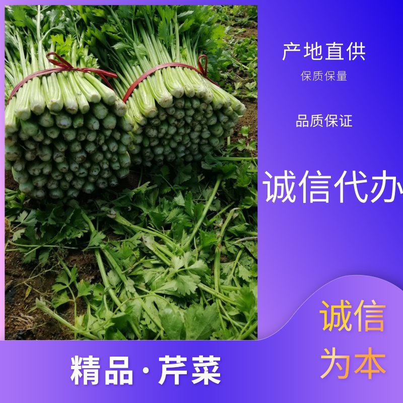 【实力商家】产地直发【诚实守信】保质保量【精品芹菜】芹菜
