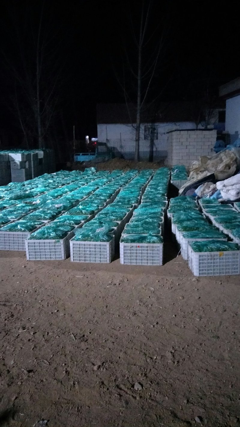 岱岳区精品波菜，16--20公分，专业工人装箱