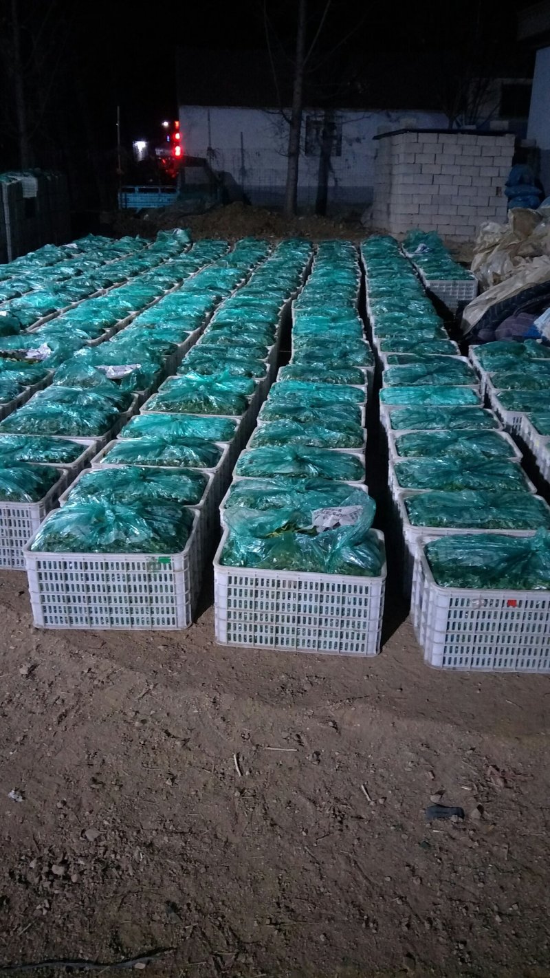 岱岳区精品波菜，16--20公分，专业工人装箱