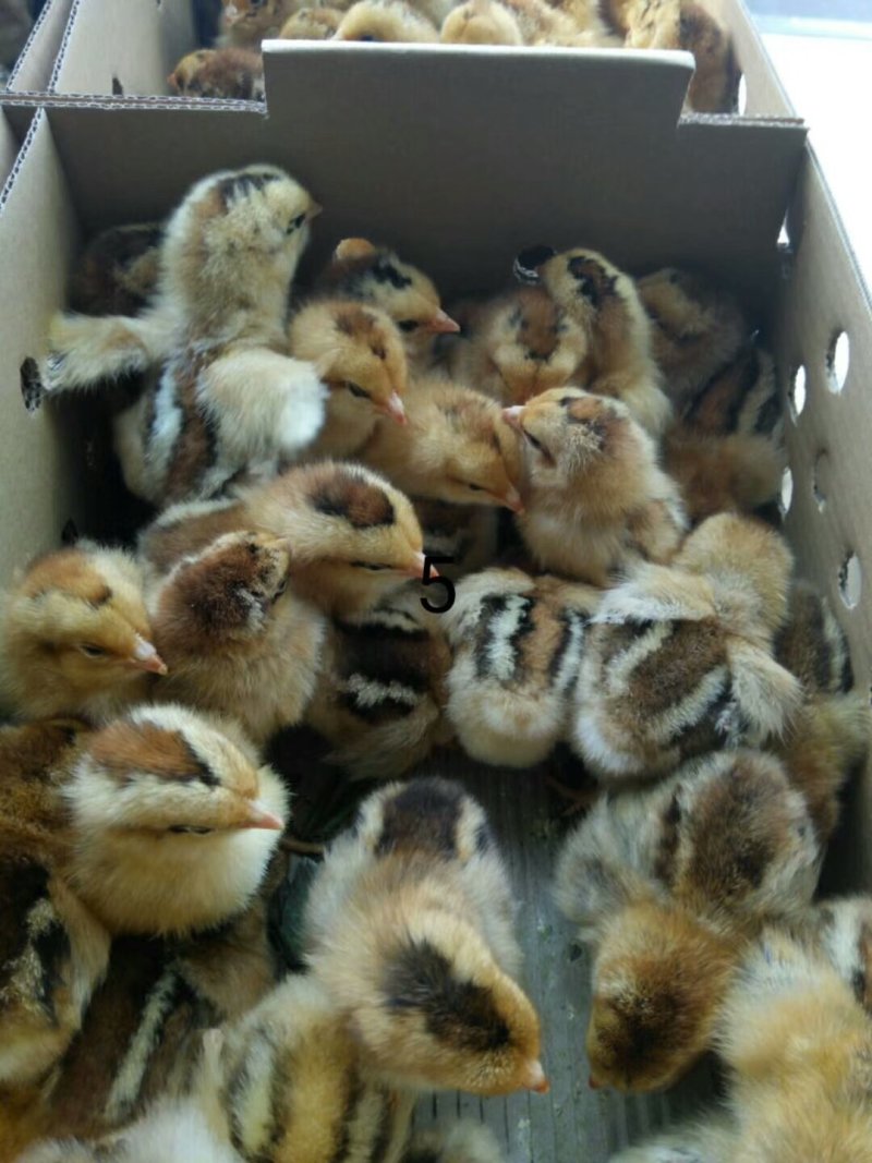 厂家直销快大麻鸡苗肉鸡苗蛋鸡苗土鸡苗质量保证