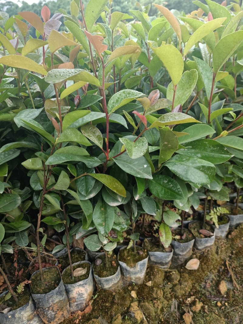 本苗圃大量现货供应油茶杯苗，长期供应优质苗木