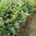 本苗圃大量现货供应油茶杯苗，长期供应优质苗木