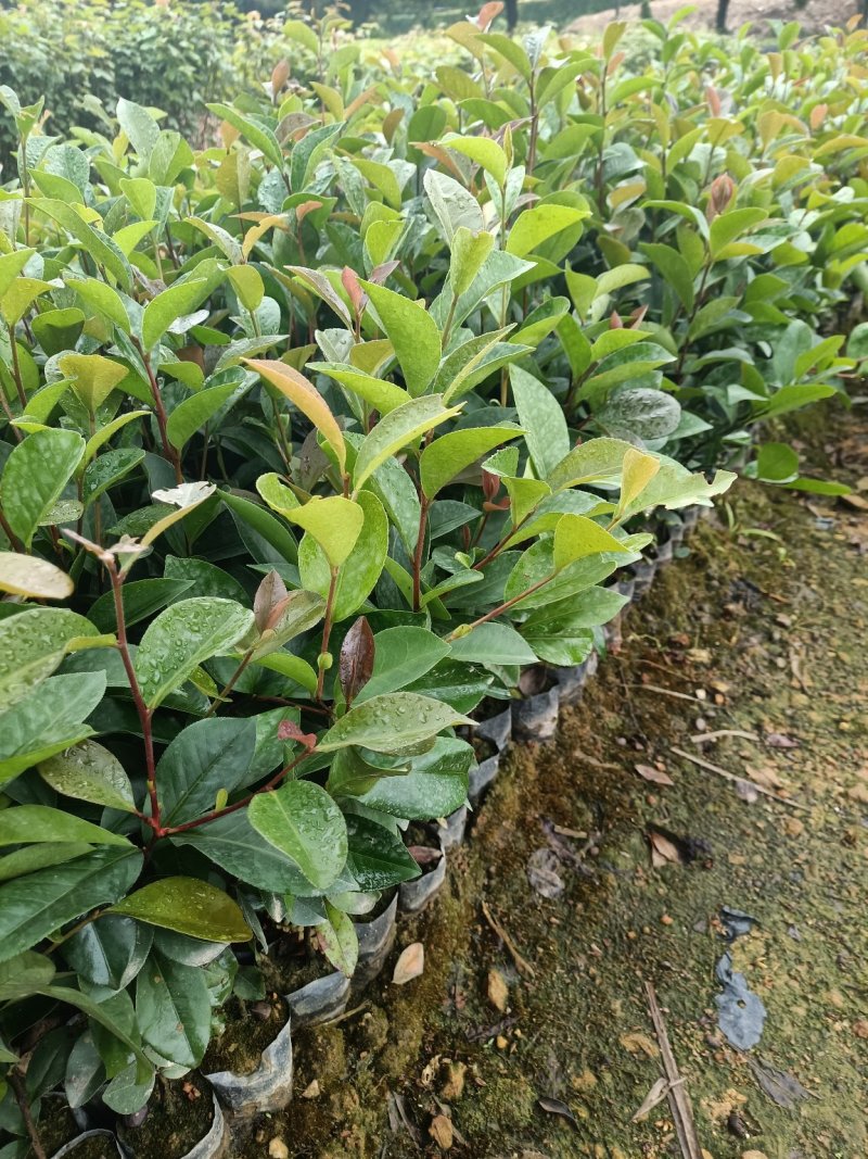 本苗圃大量现货供应油茶杯苗，长期供应优质苗木