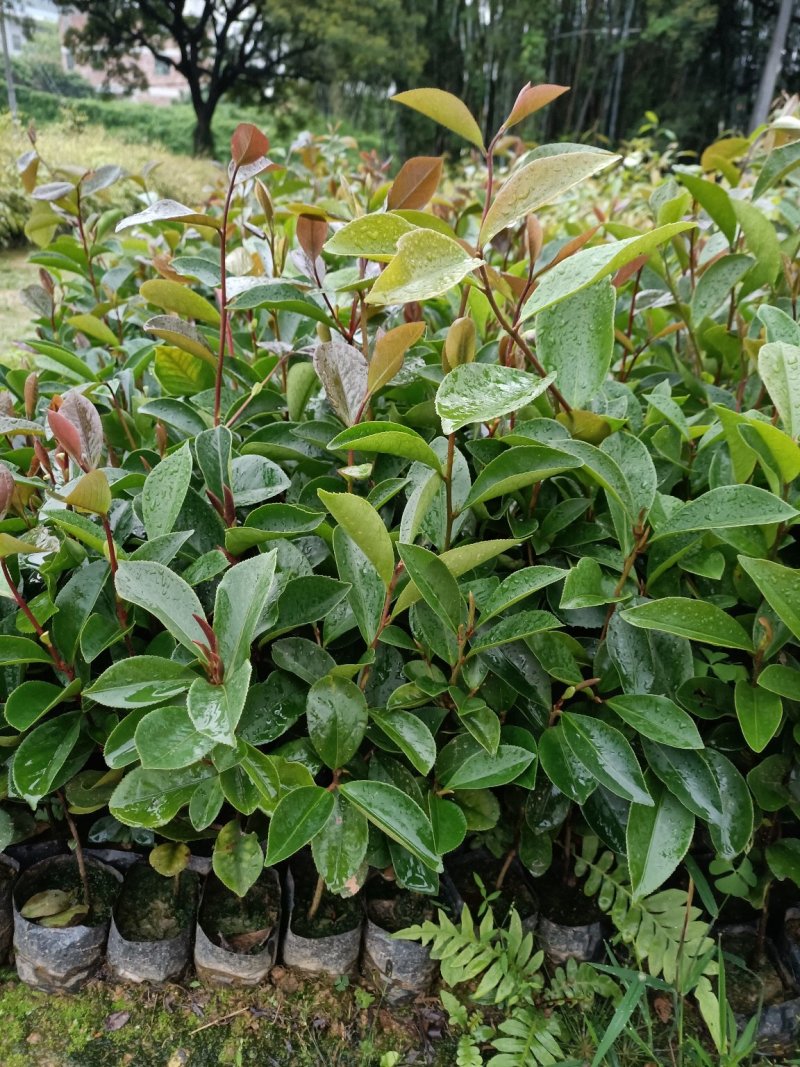 本苗圃大量现货供应油茶杯苗，长期供应优质苗木