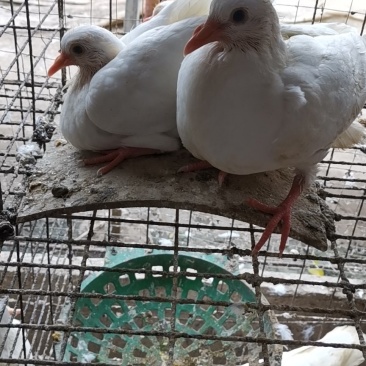 乳鸽中鸽毛鸽活鸽批发鸽场直销5元起，200只起批