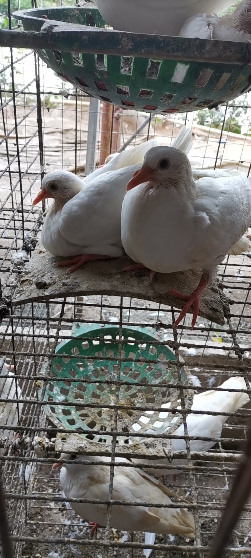 乳鸽中鸽毛鸽活鸽批发鸽场直销5元起，200只起批