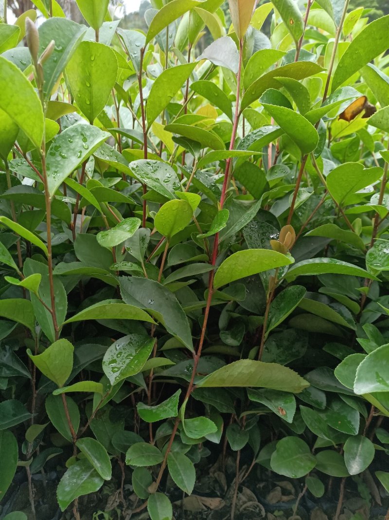 本苗圃大量现货供应油茶杯苗，长期供应优质苗木