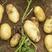 【品质保障】通许希森土豆三两以上大现挖现发量大从优
