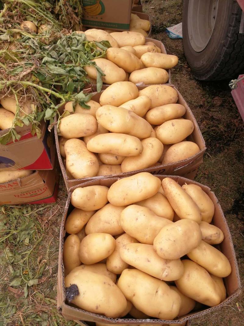 【土豆】荷兰十五土豆三两以上黄皮黄心全国发货