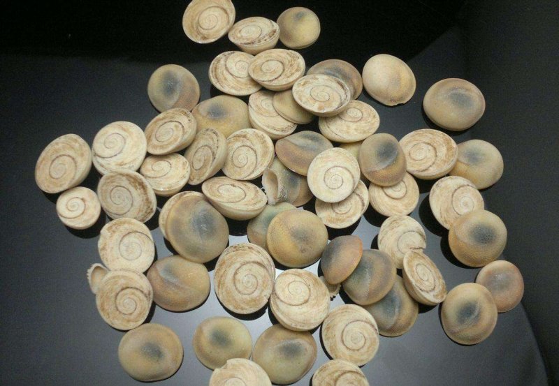 海螺石专业中药批发品质保证
