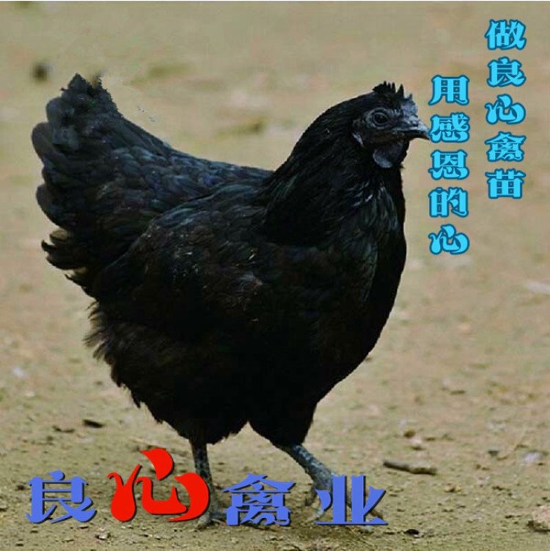 黑乌骨鸡苗五黑鸡苗土鸡苗肉鸡苗质量保证散养土鸡苗