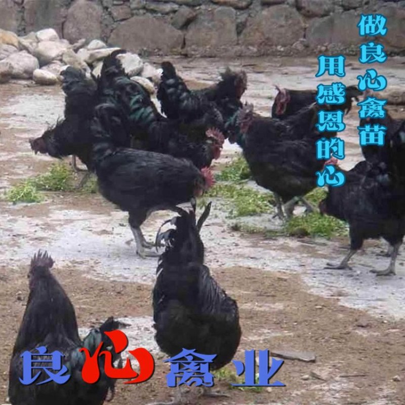 黑乌骨鸡苗五黑鸡苗土鸡苗肉鸡苗质量保证散养土鸡苗