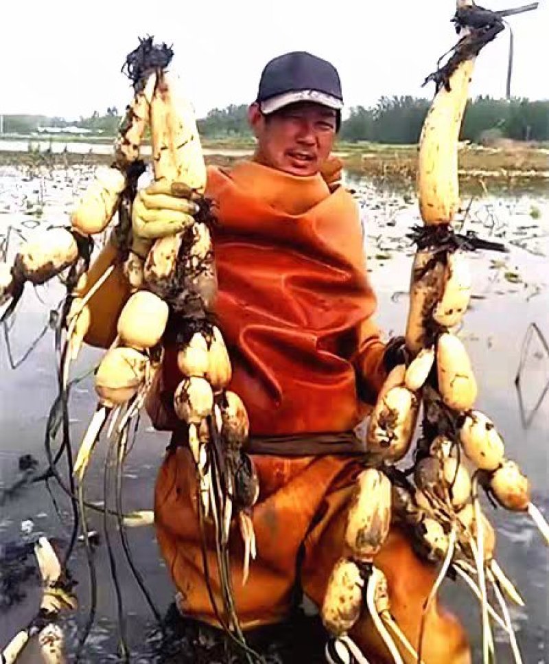 食用莲藕种苗种根池田高产大型蔬菜莲藕荷花苗粉脆籽藕种根苗