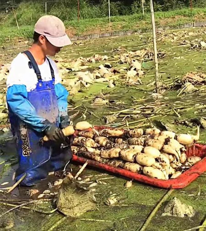 食用莲藕种苗种根池田高产大型蔬菜莲藕荷花苗粉脆籽藕种根苗