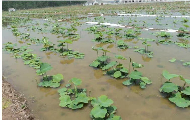 食用莲藕种苗种根池田高产大型蔬菜莲藕荷花苗粉脆籽藕种根苗