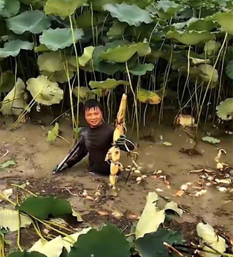 食用莲藕种苗种根池田高产大型蔬菜莲藕荷花苗粉脆籽藕种根苗