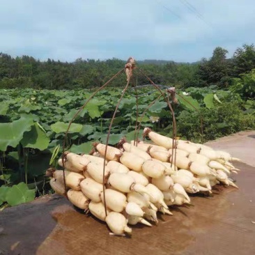 食用莲藕种苗种根池田高产大型蔬菜莲藕荷花苗粉脆籽藕种根苗