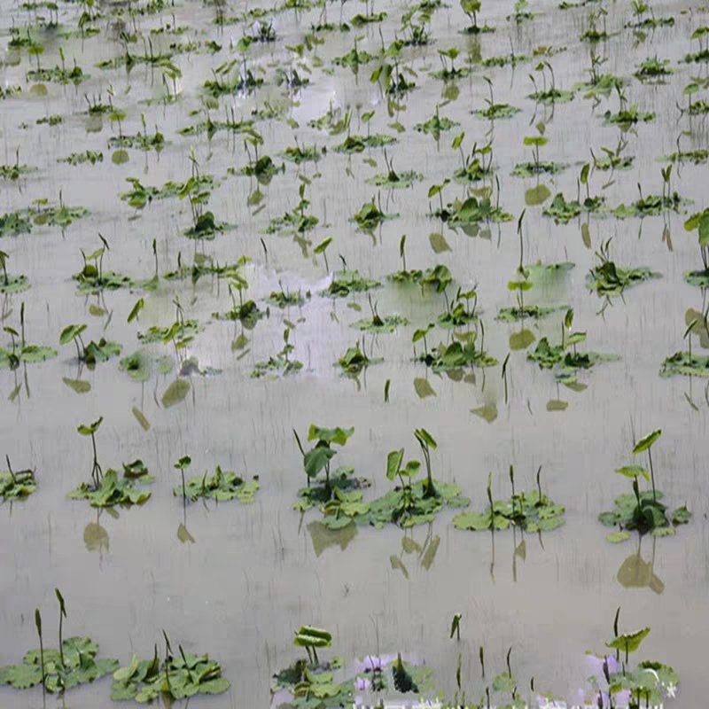 食用莲藕种苗种根池田高产大型蔬菜莲藕荷花苗粉脆籽藕种根苗