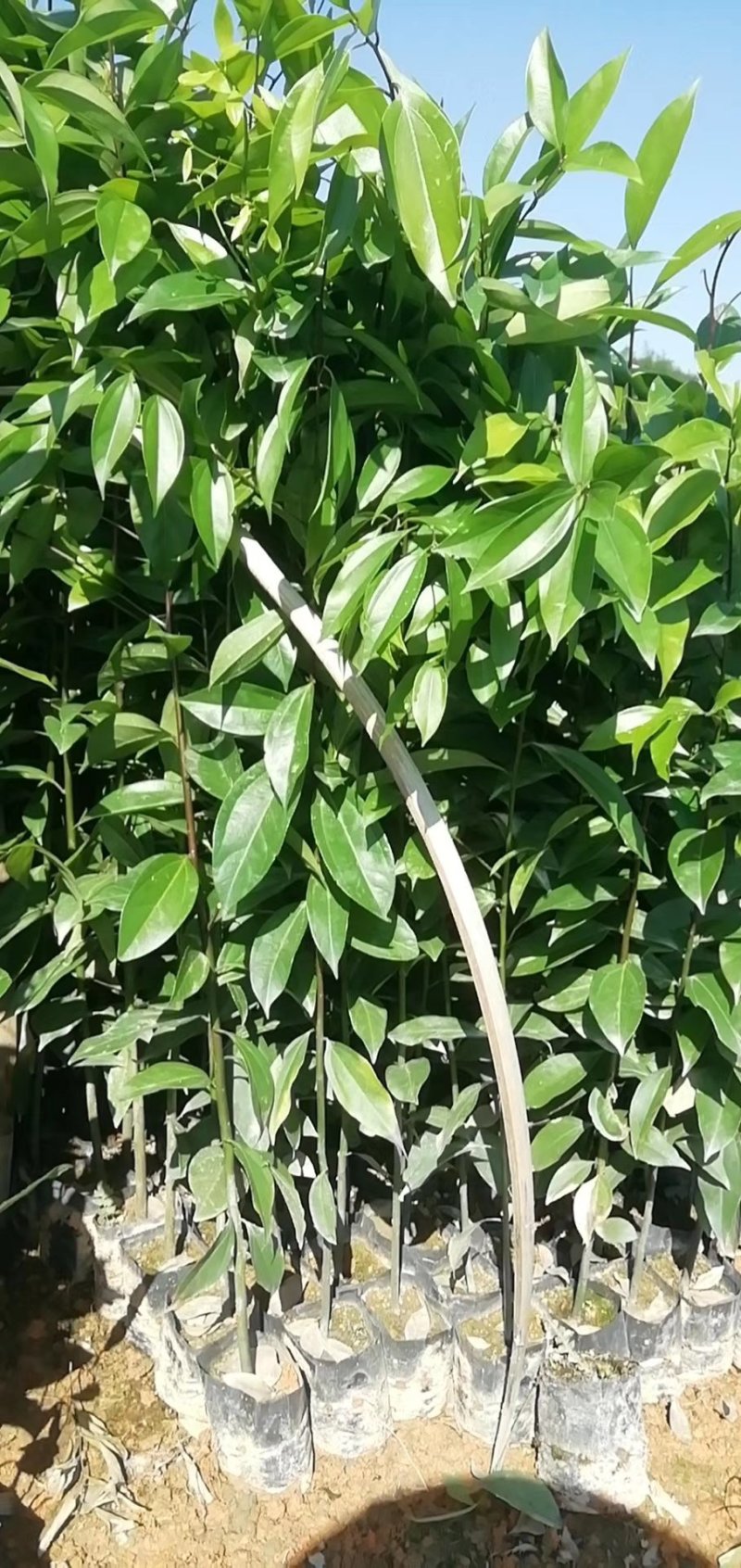 天竺桂苗，阴香小袋苗。阴香杯苗大量供应优质苗木
